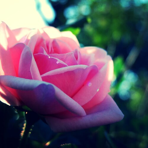 Photo #1106949