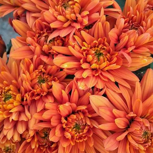 Photo #11050365