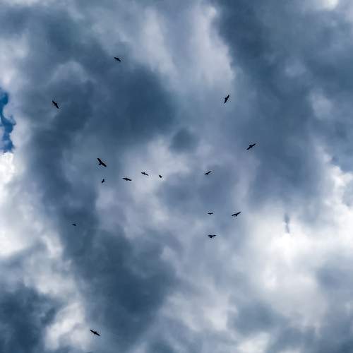 Photo #11052932