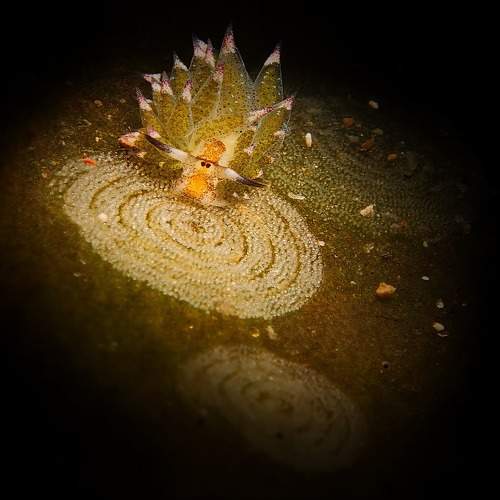 Photo #11054973