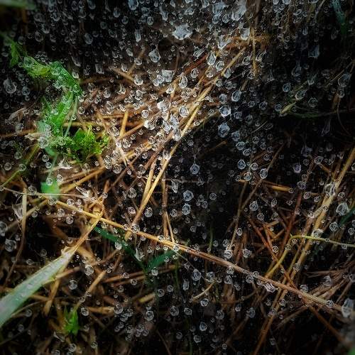 Photo #11056069