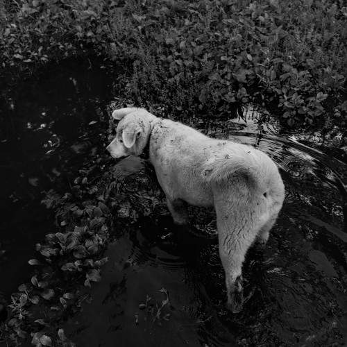 Photo #11056334