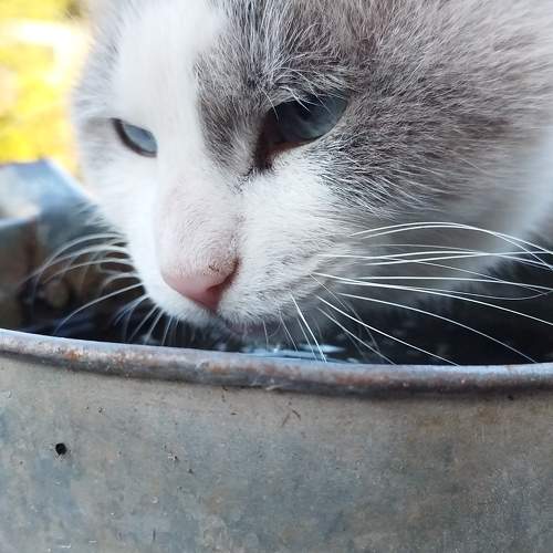 Photo #11058358
