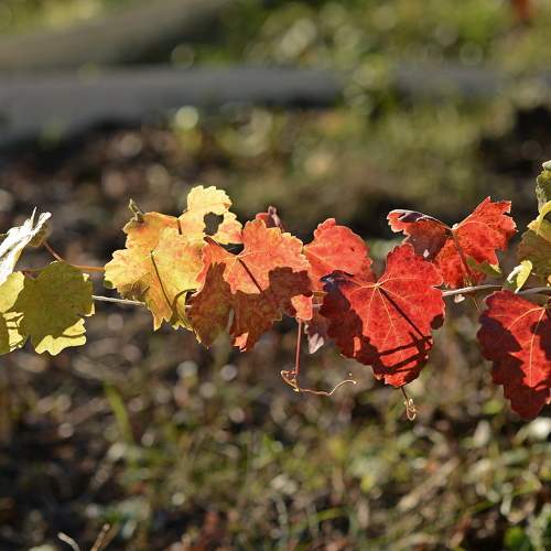Photo #11060613