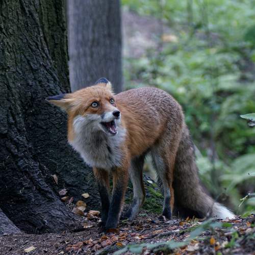 Photo #11061855