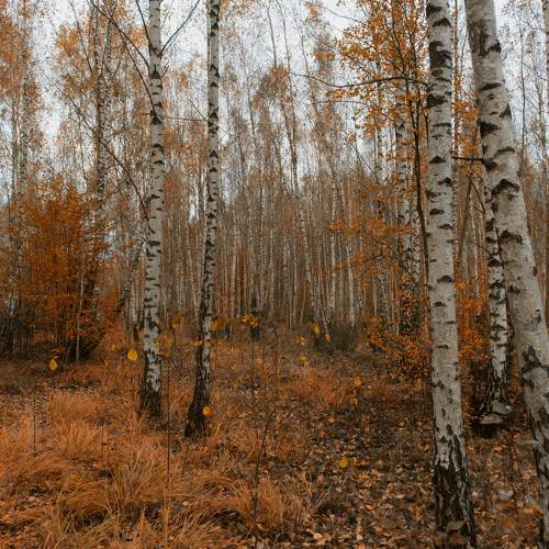 Photo #11062109