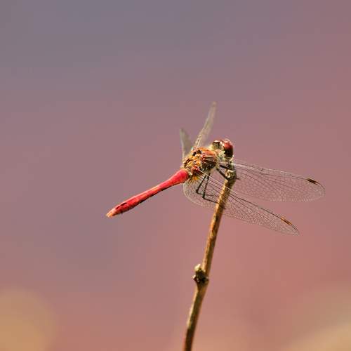 Photo #11063001