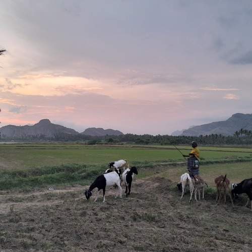 Photo #11063452
