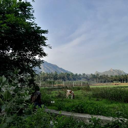 Photo #11063499