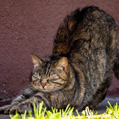 Photo #11064547