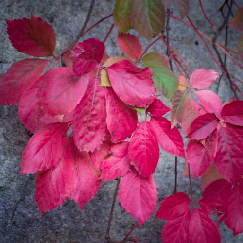 Photo #11064981