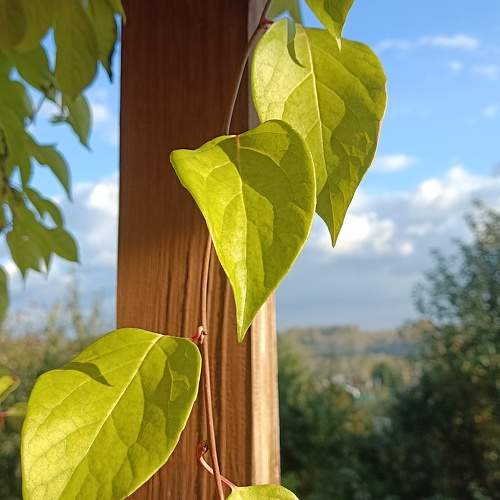 Photo #11065068