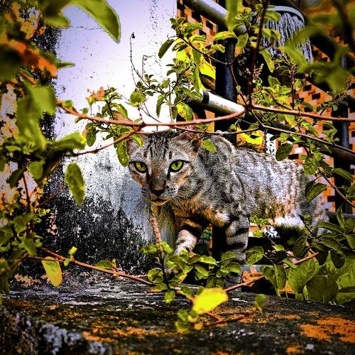 Cats