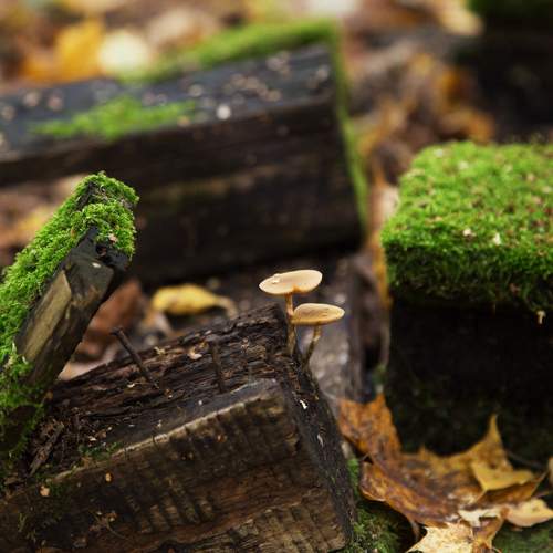 Photo #11065372