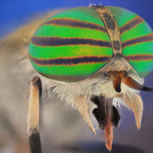 Photo #11065958