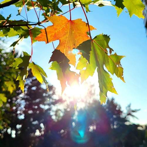 Photo #11067140