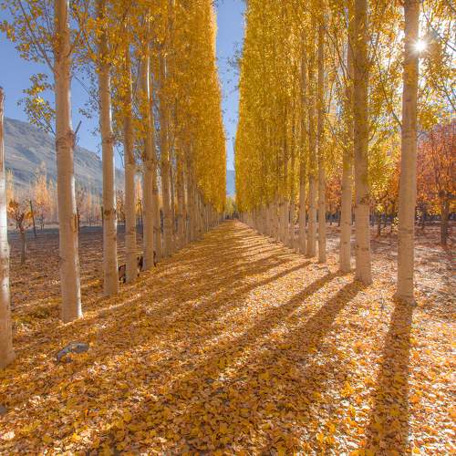 Photo #11067446