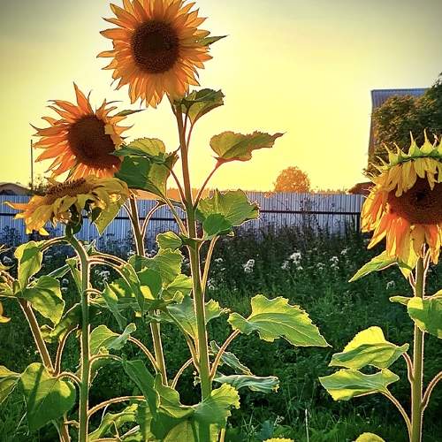 Photo #11067499