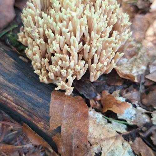 Photo #11068127