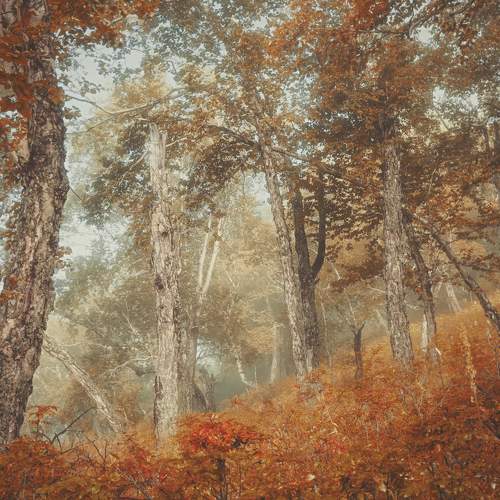 Photo #11069049