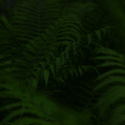 Photo #11069180