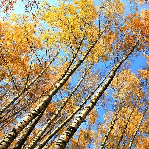 Photo #11069224