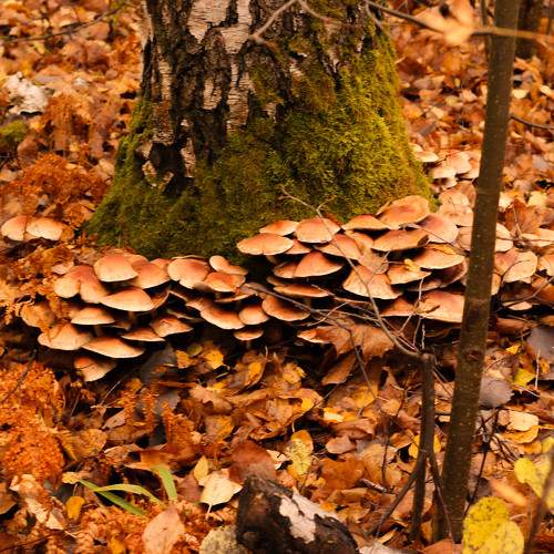 Photo #11069390