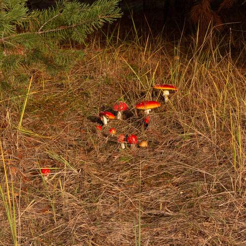 Photo #11069392