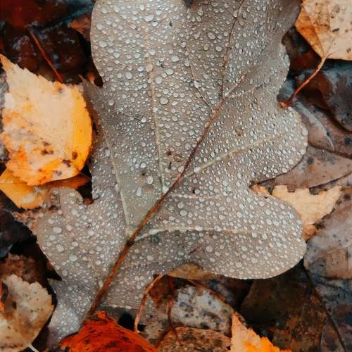Photo #11070063