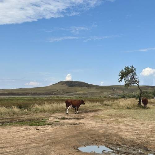 Photo #11070820