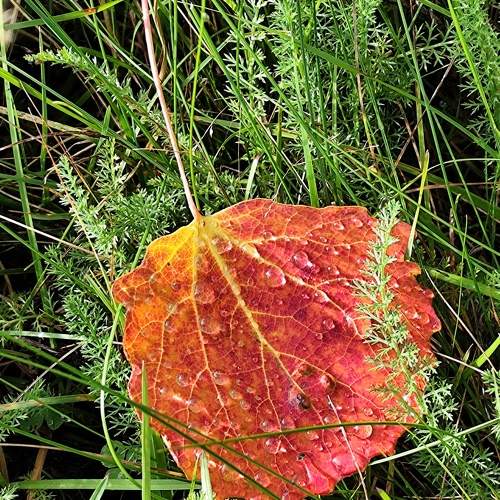 Autumn Season