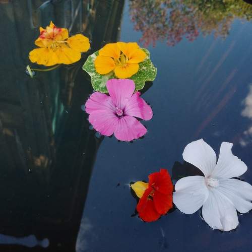 Photo #11071582