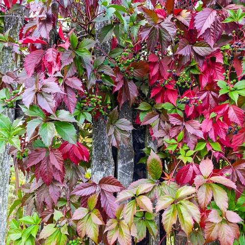 Photo #11072136