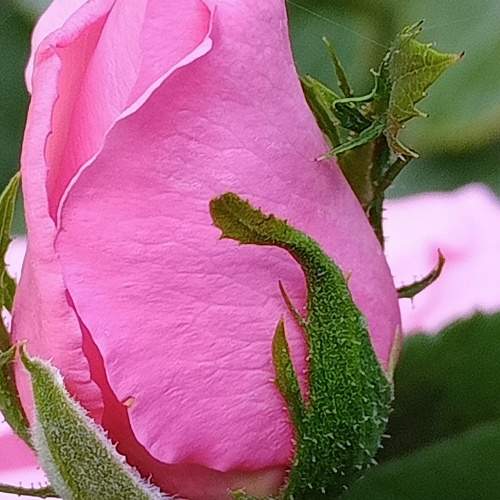 Photo #11073243