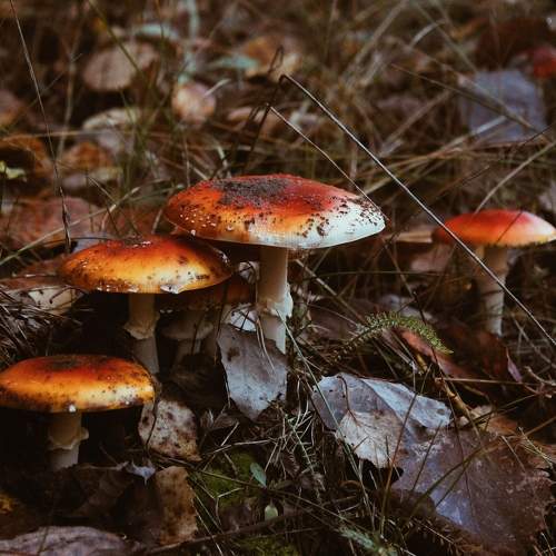 Photo #11073451