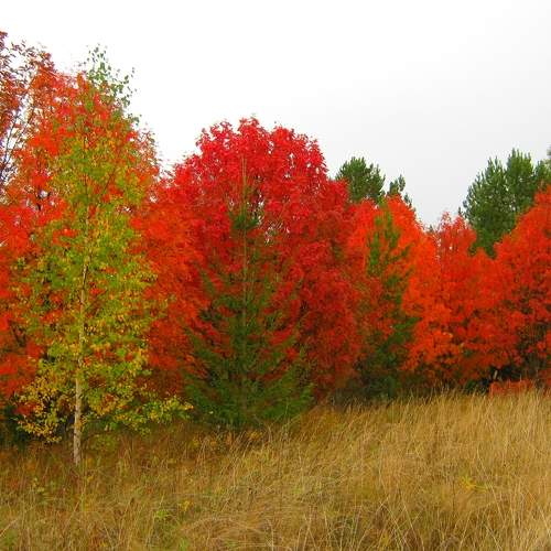 Photo #11073857