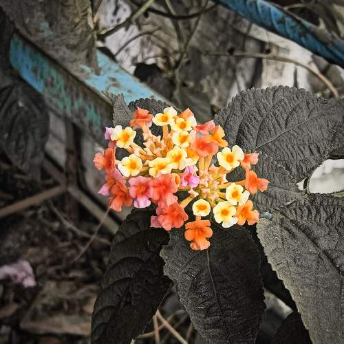 Photo #11073996