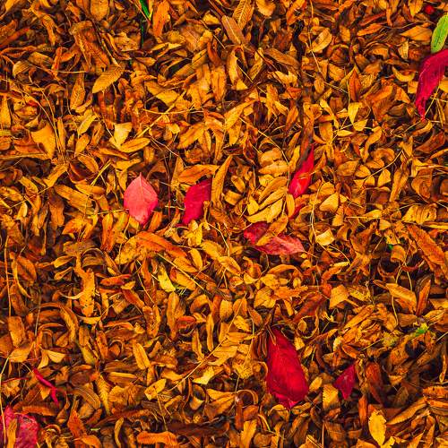 Photo #11074116