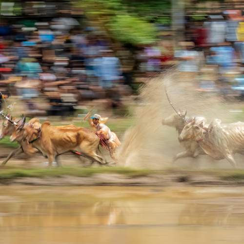 Photo #11074548