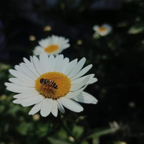 Nature's  Nectar.