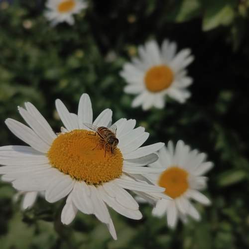Photo #11074590
