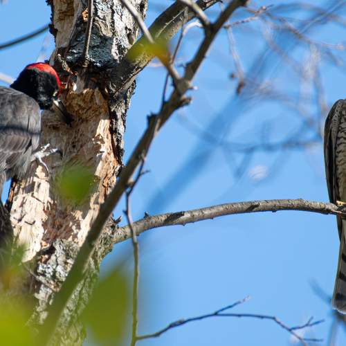 Photo #11075454