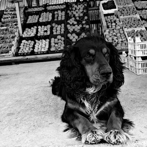 Photo #11076015