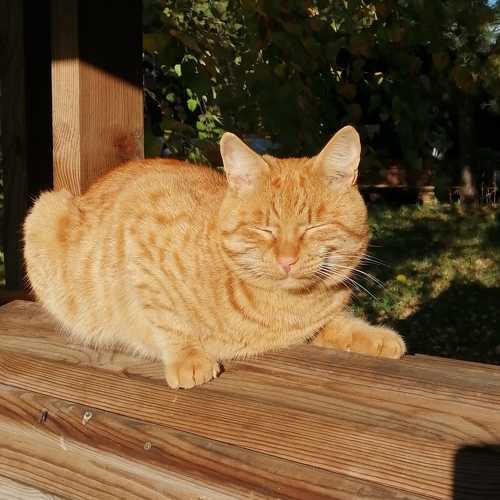 Sunny Cat