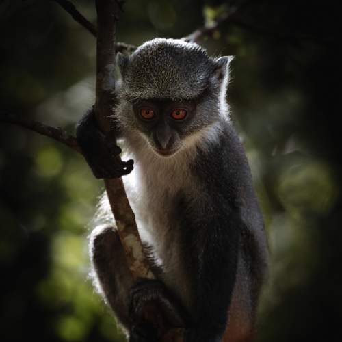 Eyes in the jungle