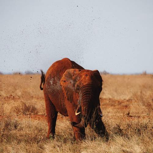 Portrait of a giant