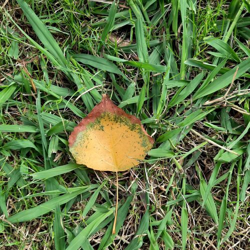 Photo #11077436