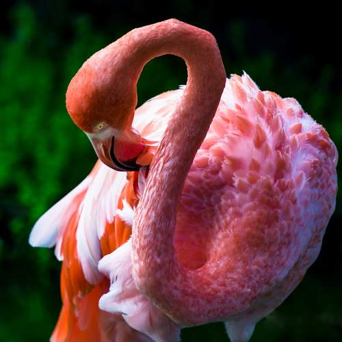 Фотография #11078061