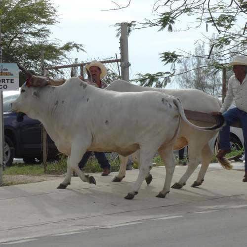 Photo #11078144