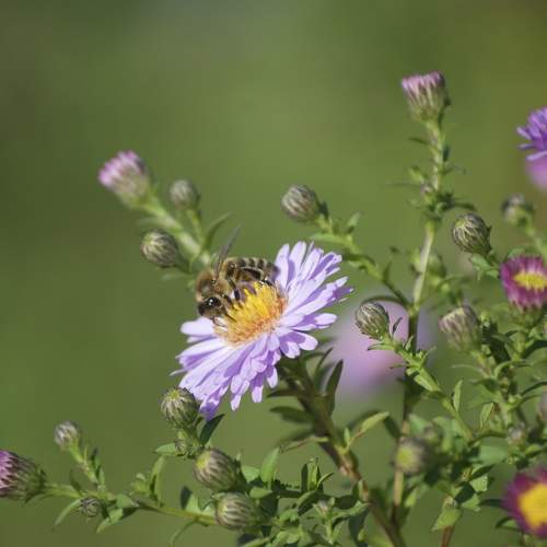 Photo #11078579